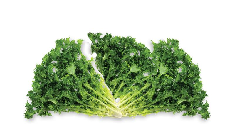 Insalata indivia Insalata indivia